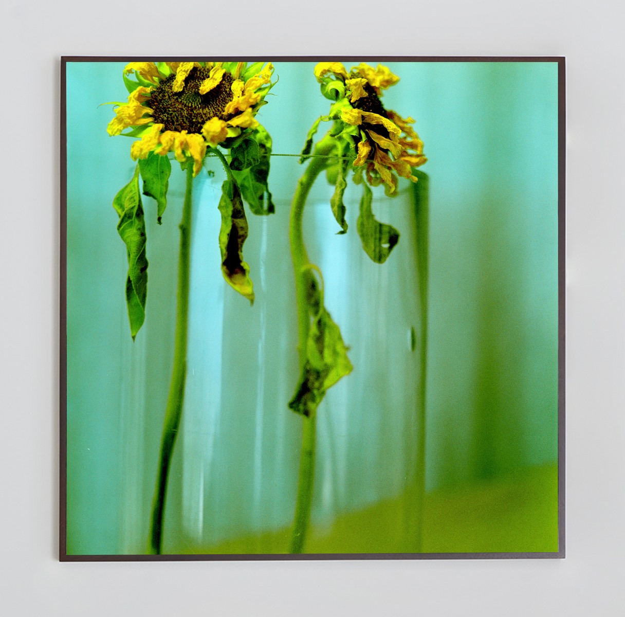 <i>Blue Withers</i>, 2024. photo-paper mounted on dibond, 48 x 48 in (122 x 122 cm)